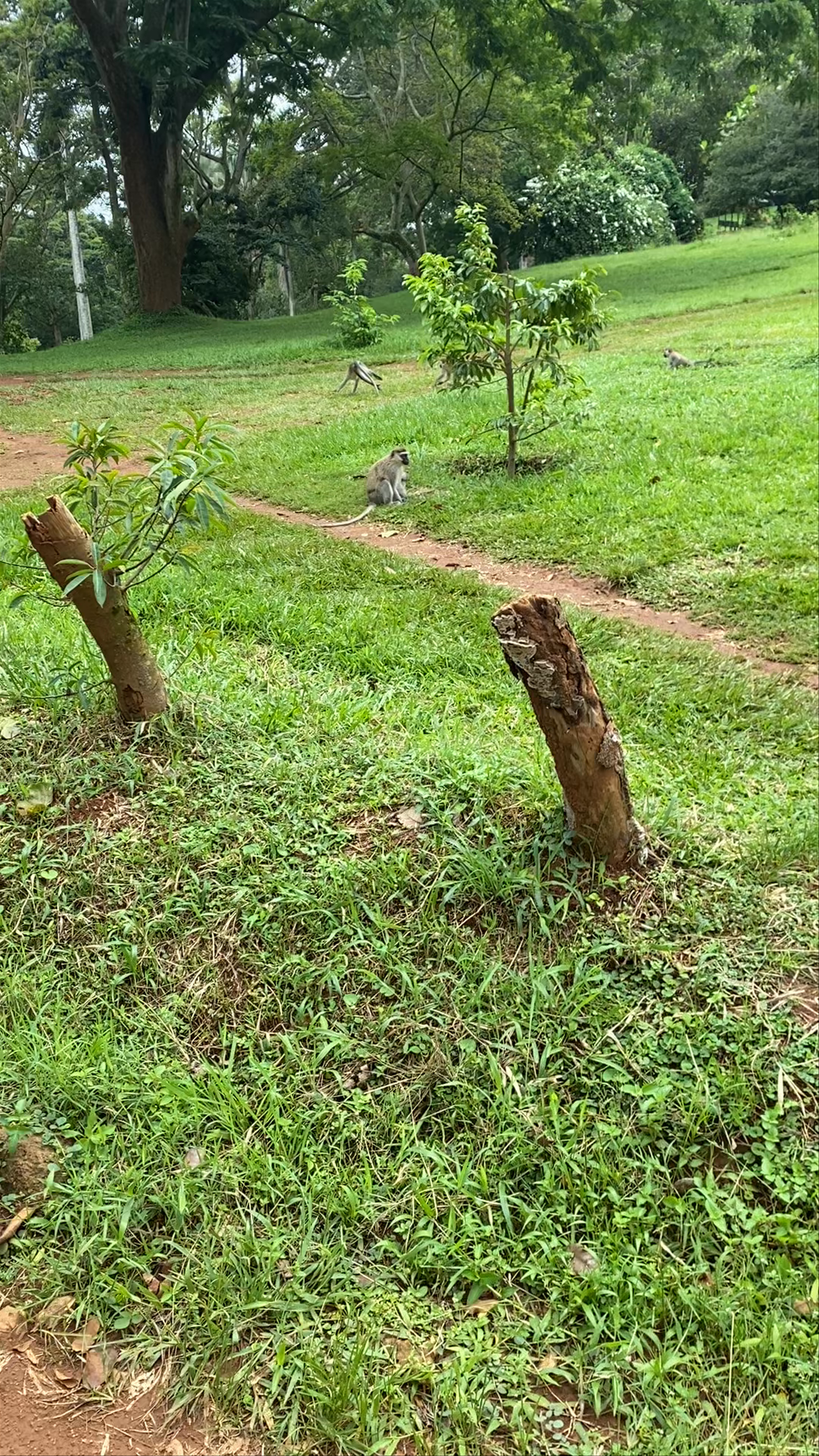 Entebbe Botanical garden