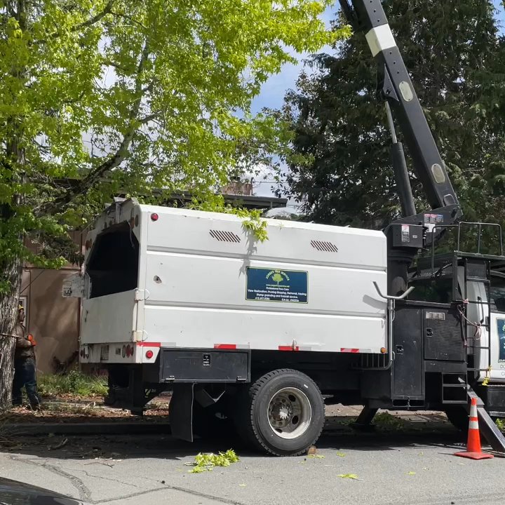 Jorge's Tree Service - Tree Services Near Me - San Rafael, California