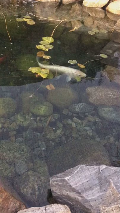 Ayres Lodge Alpine - Koi Fish Pond - Hotels Near Me - Alpine, California