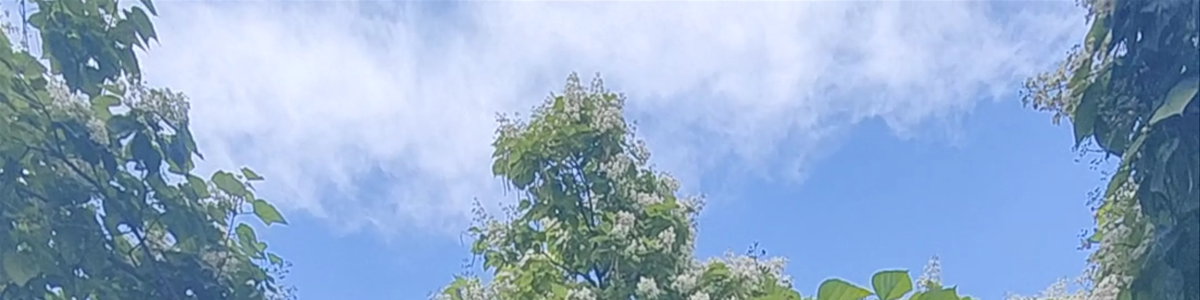 Trompeten Baum
