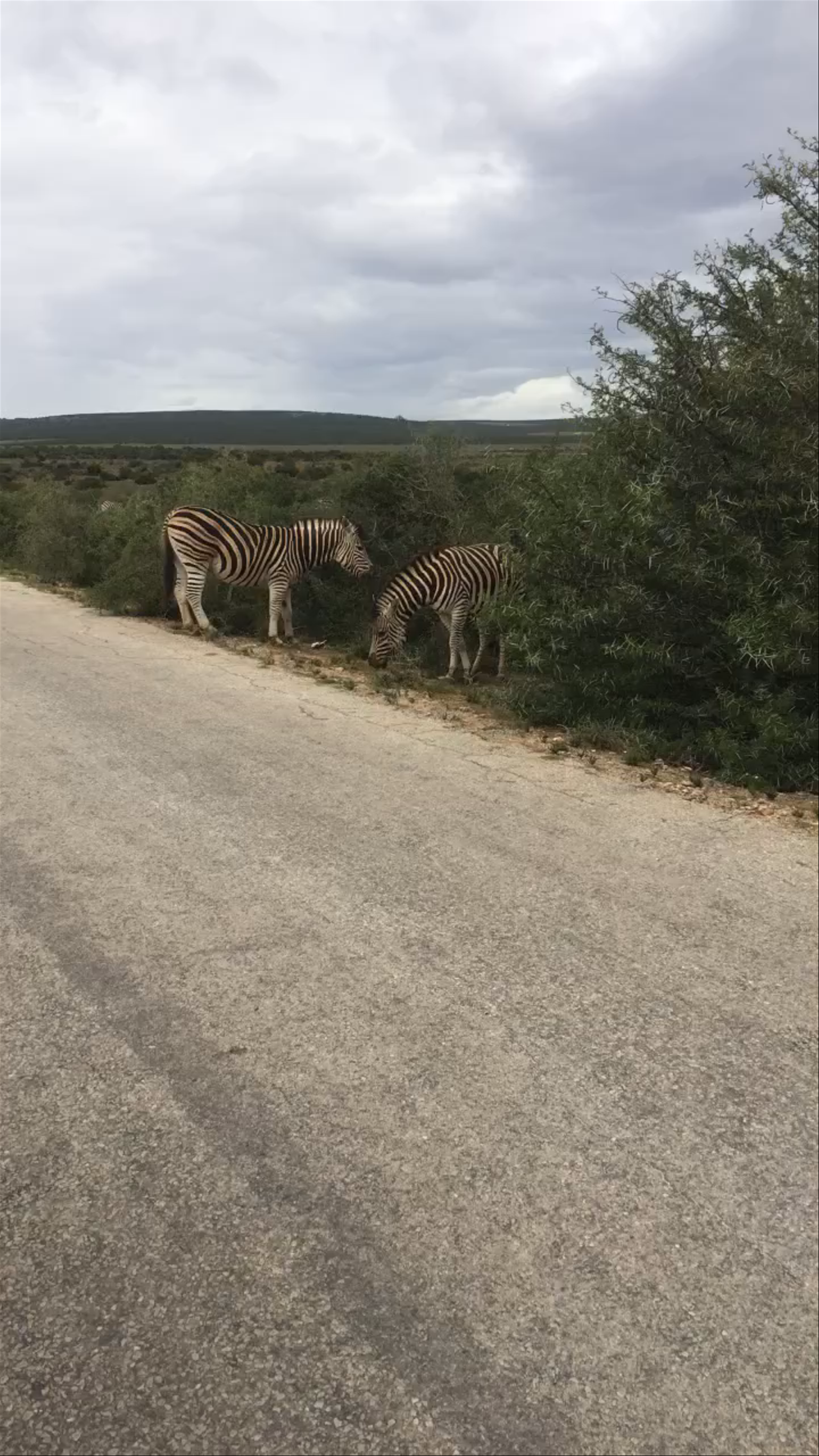 Serene Zebra Encounter in South Africa's Wilderness near George