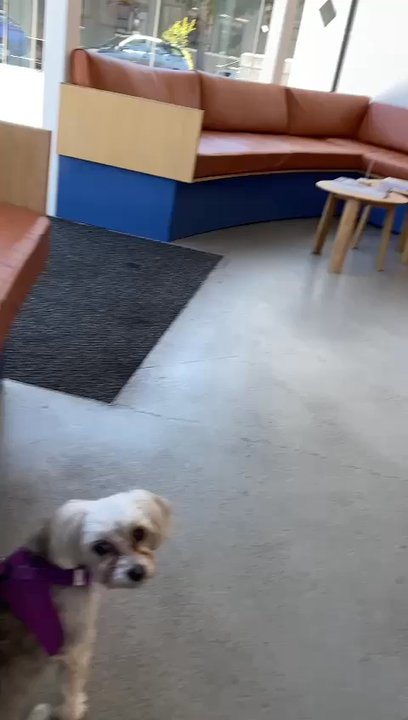 Modern Animal Berkeley - Waiting Area - Veterinarians Near Me - Berkeley, California