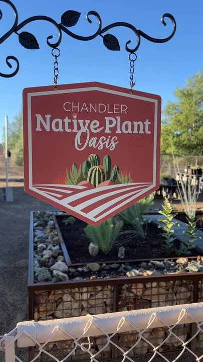 Veterans Oasis Park - Overview of the Chandler Native Plant Oasis. - Parks Near Me - Chandler, Arizona