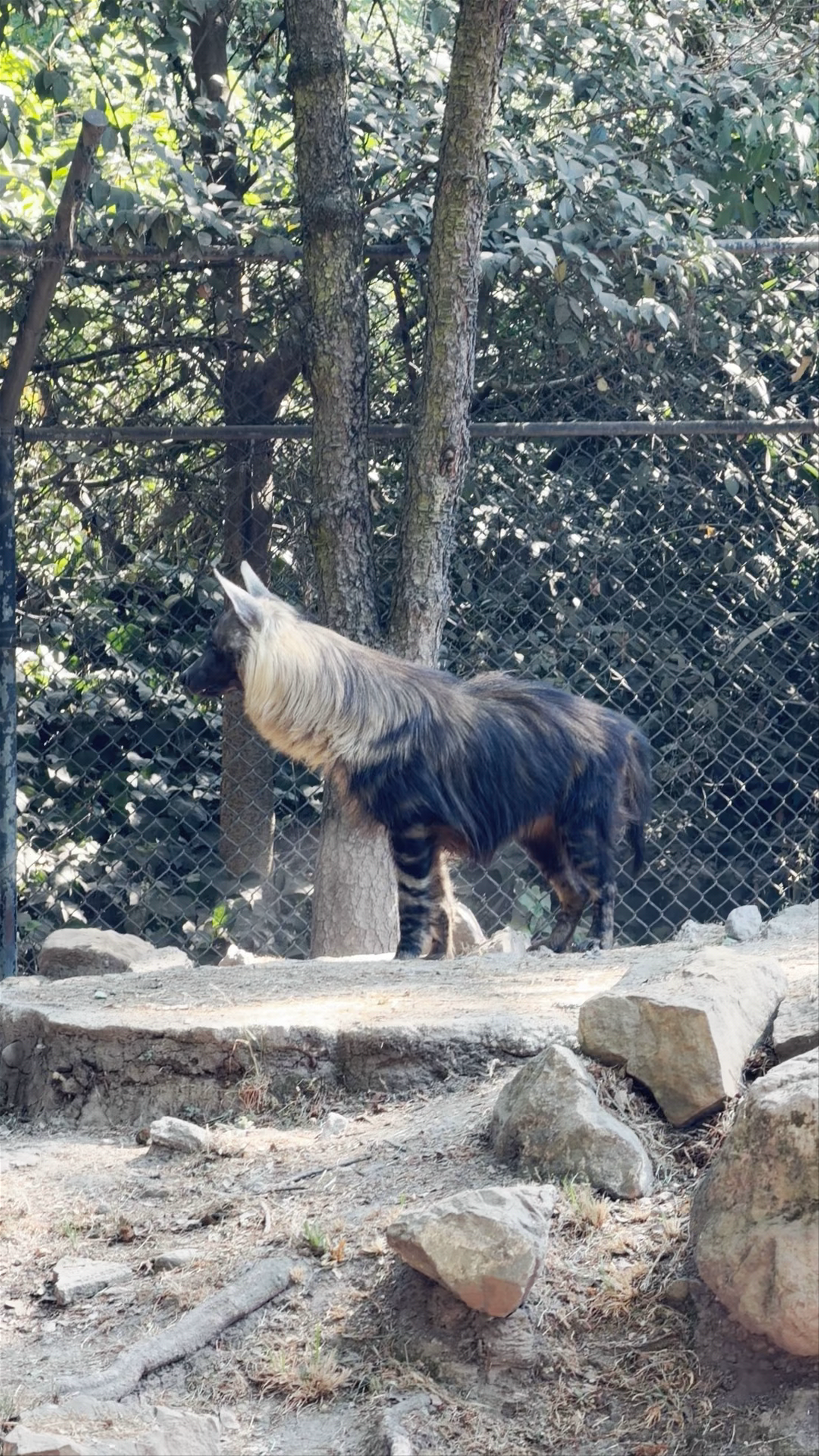 Zoologico De Chapultepec