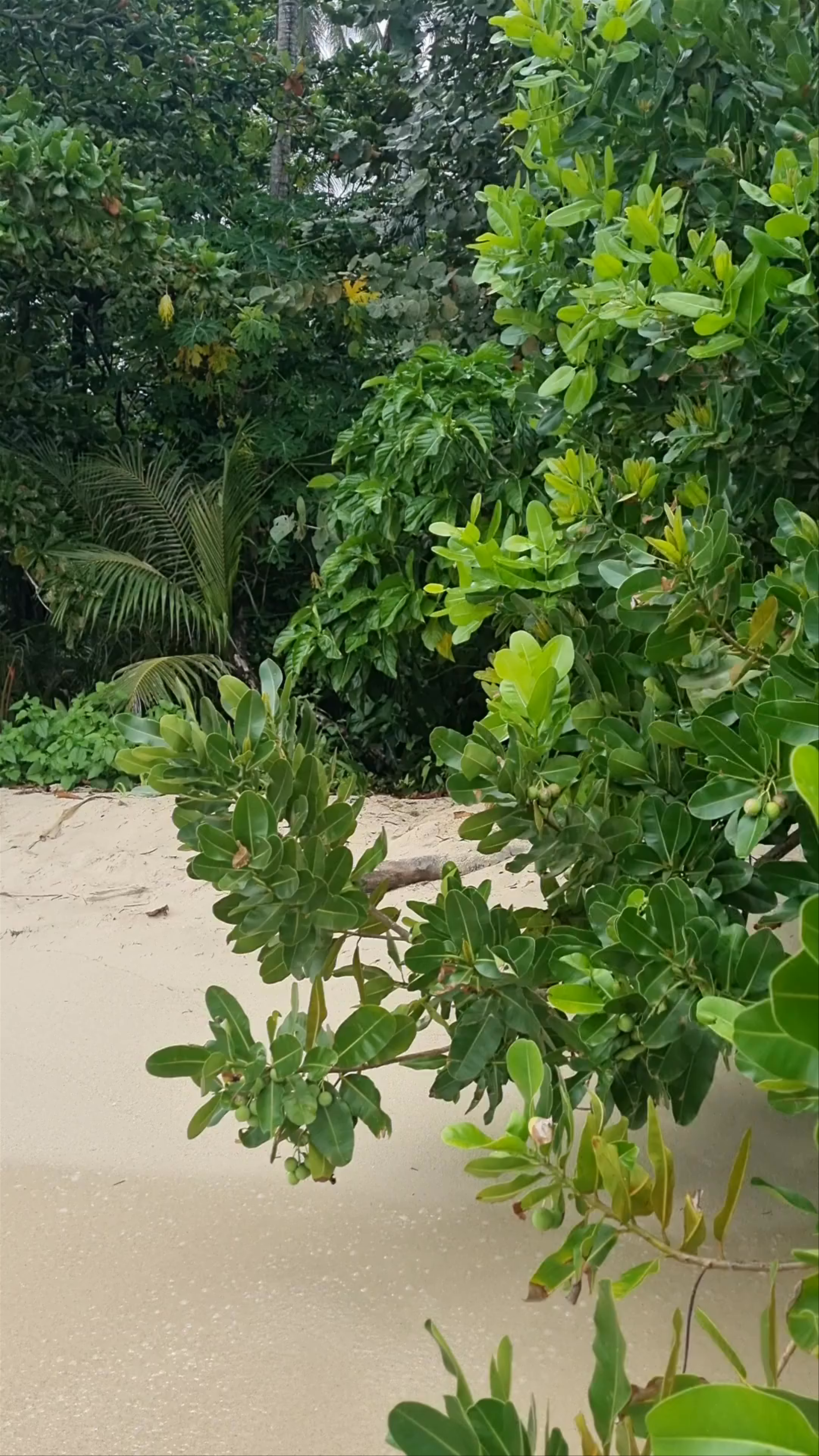 Playa Zapatilla