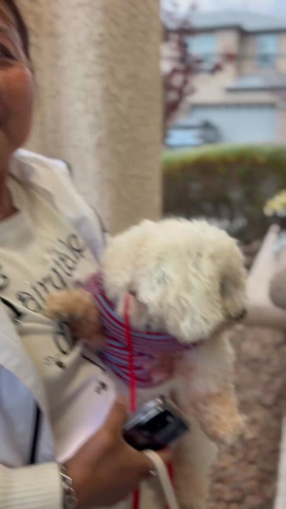Hounds Town - Las Vegas - Mountain Edge - First time Sally in her new home. - Pet Groomers Near Me - Las Vegas, Nevada