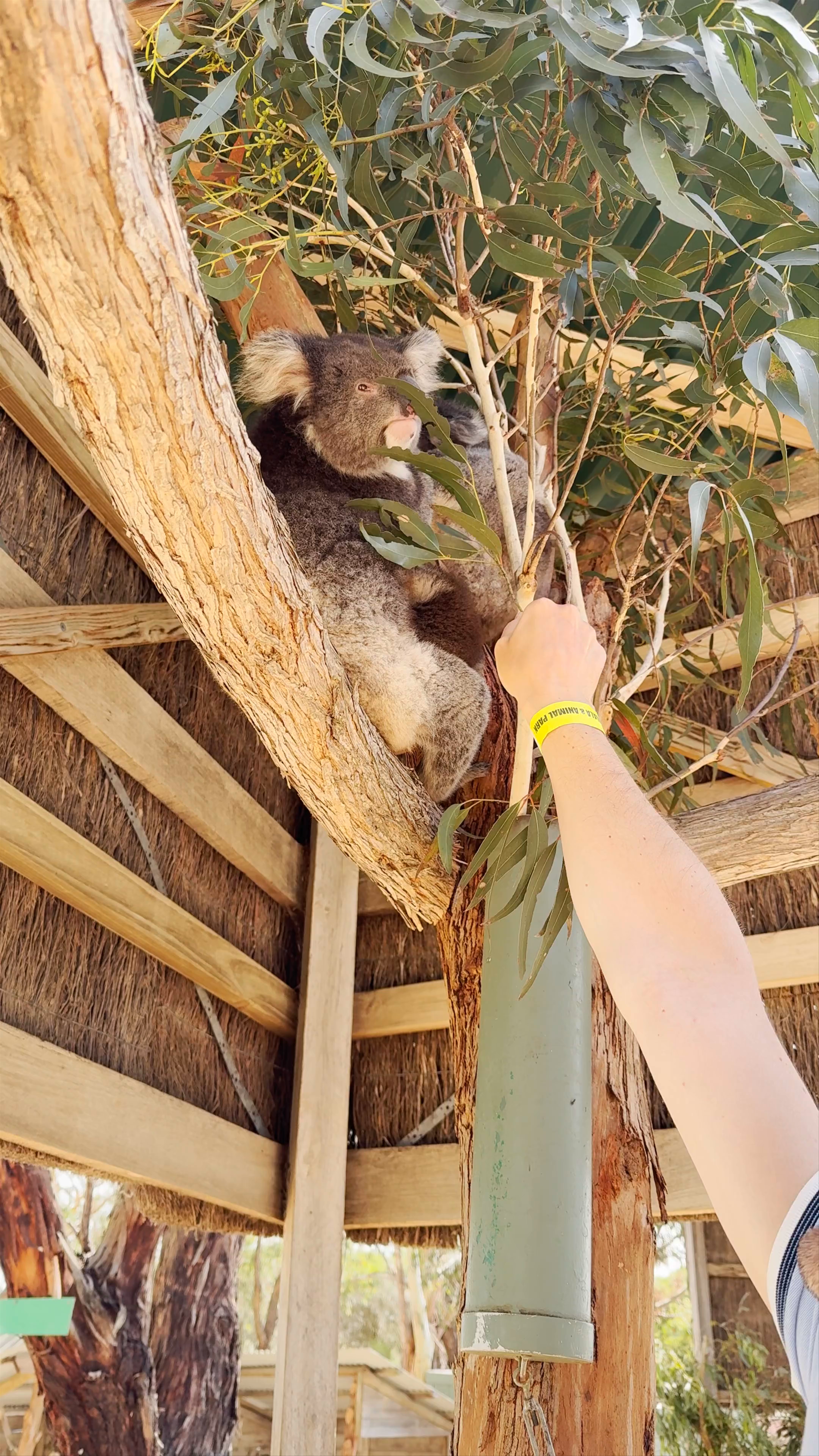 Maru Koala and Animal Park