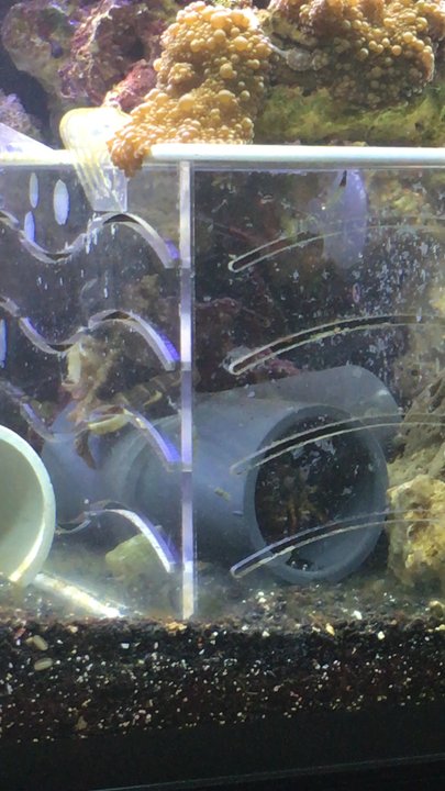 Picasso Exotic Aquatics - A Mantis shrimp that will be part of a special exhibit called "Amazing Species"at the Museum at PrairieFire this Oct. 2016 - Aquarium Services Near Me - Lenexa, Kansas