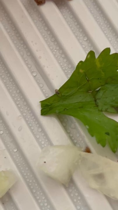 Taco Del Rio - Fungus gnat larvae crawling on cilantro - Mexican Near Me - La Puente, California