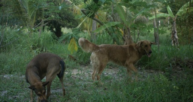 Dogs walking in the jungle
