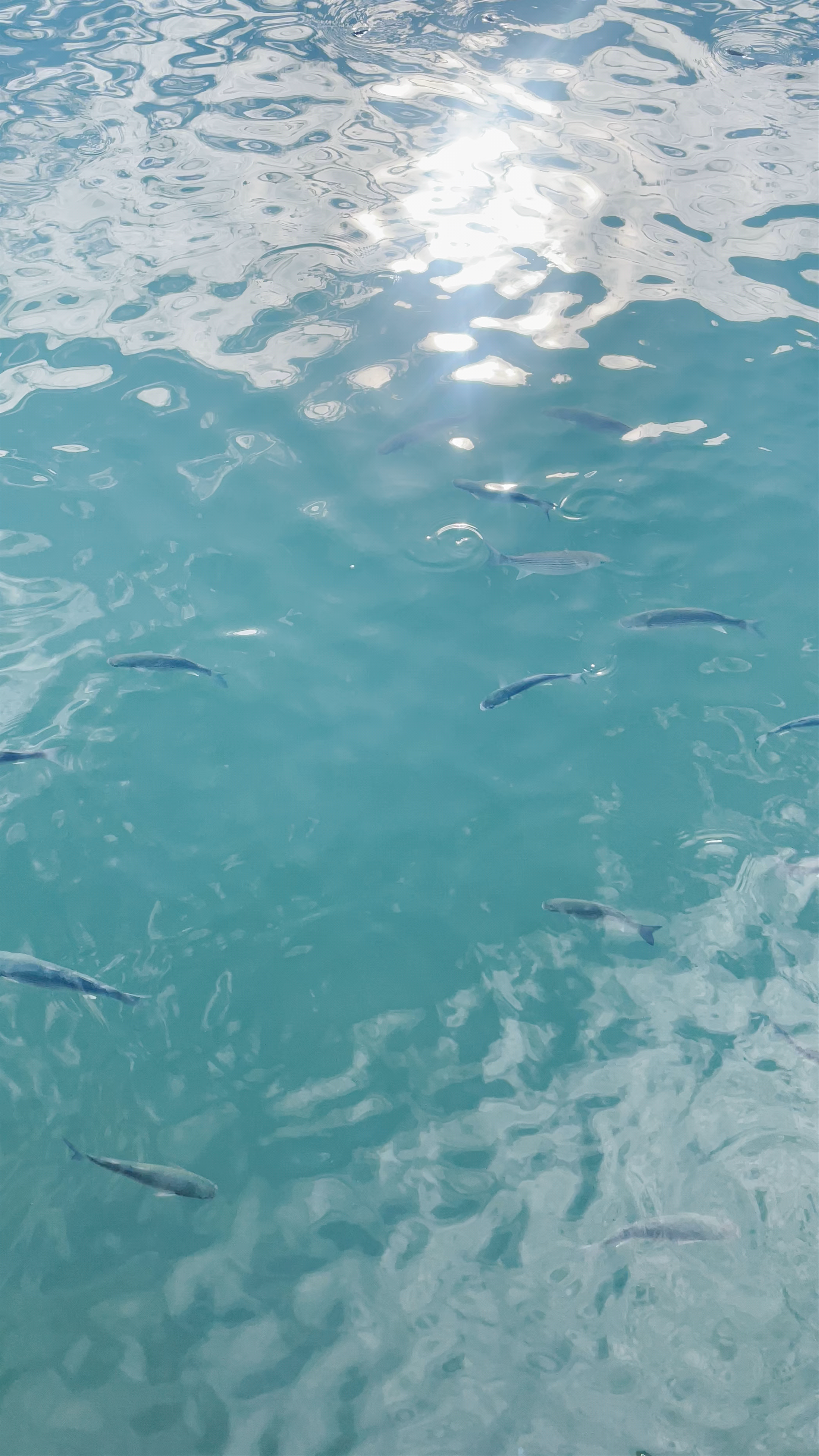 Turgutreis