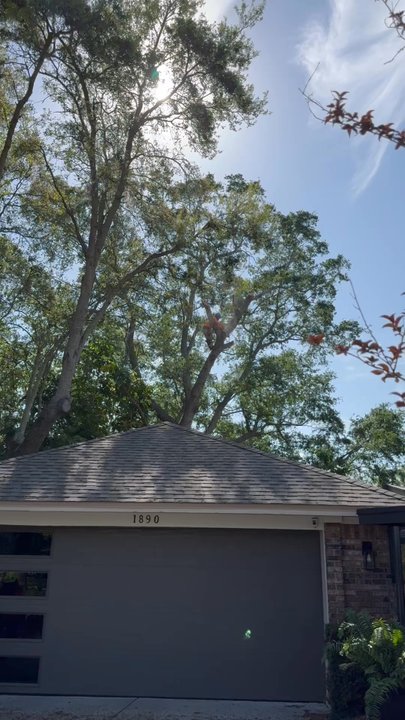 Evergreen Tree Care - Tree trimmer in tree! - Tree Services Near Me - Orlando, Florida