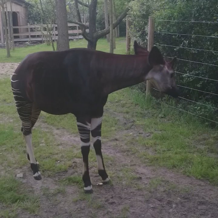 Diergaarde Blijdorp - Tapir Gehege - Zoos Near Me - Rotterdam, ZH