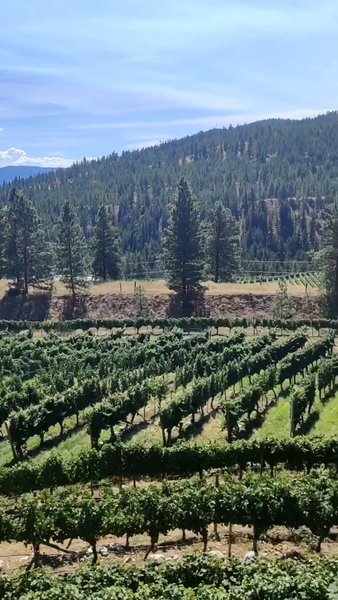 Photo of Wineries of Summerla