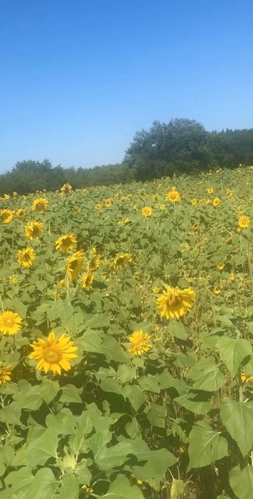 Wild Berry Farm - Farmers Market Near Me - Sadler, Texas