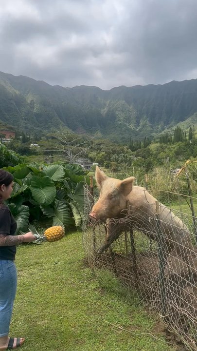 LAWRENCE Lovestock - Peppa - Petting Zoos Near Me - Kahaluu, Hawaii