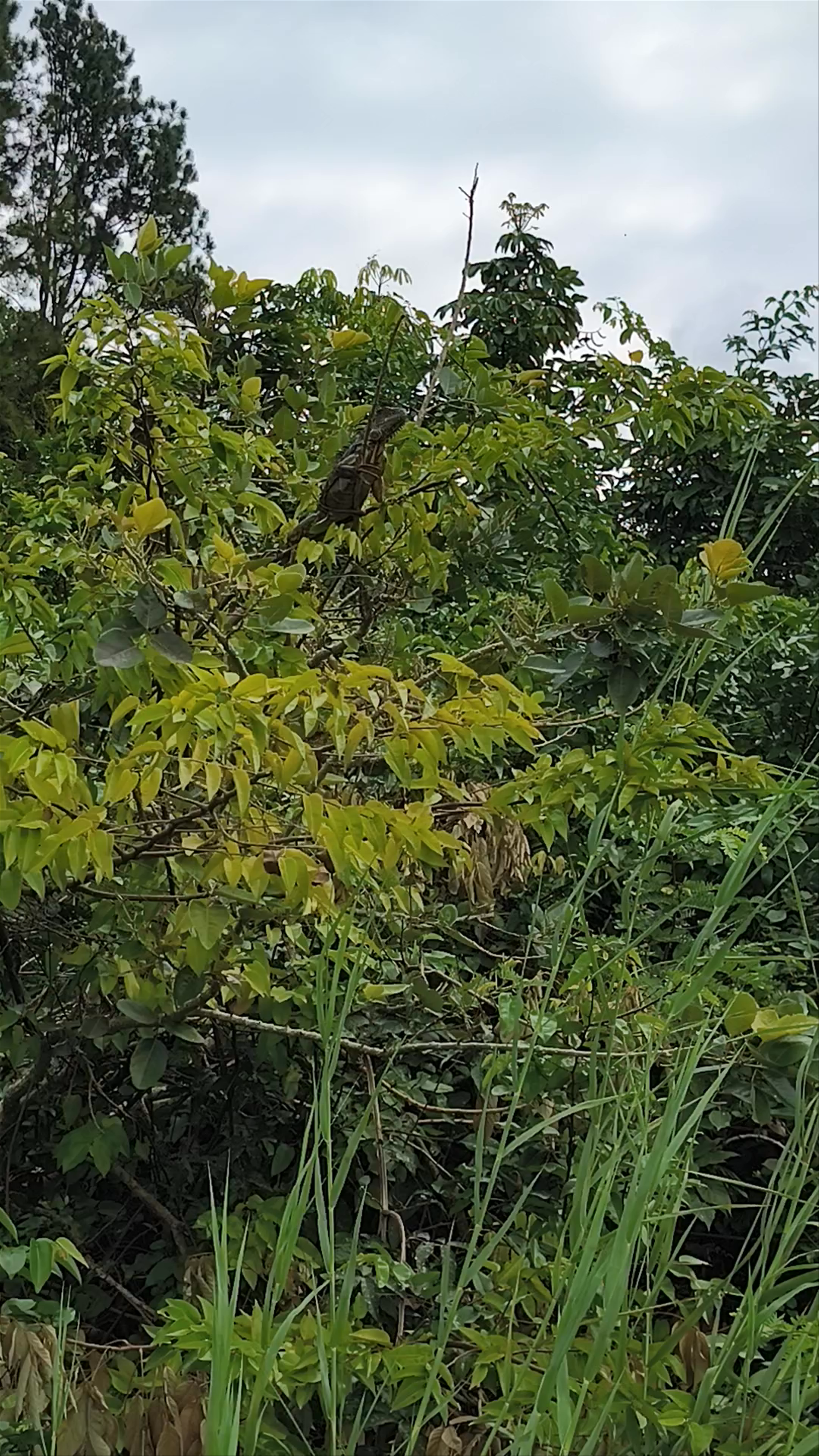 Biotopo Protegido Chocón Machacas