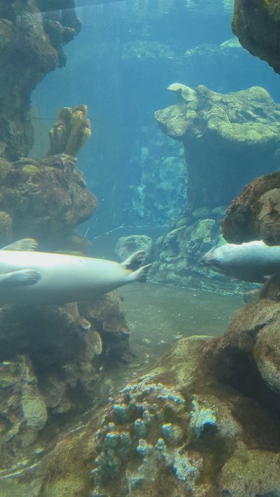 Acquario di Genova - June 9, 2024. - Aquariums Near Me - Genova, GE