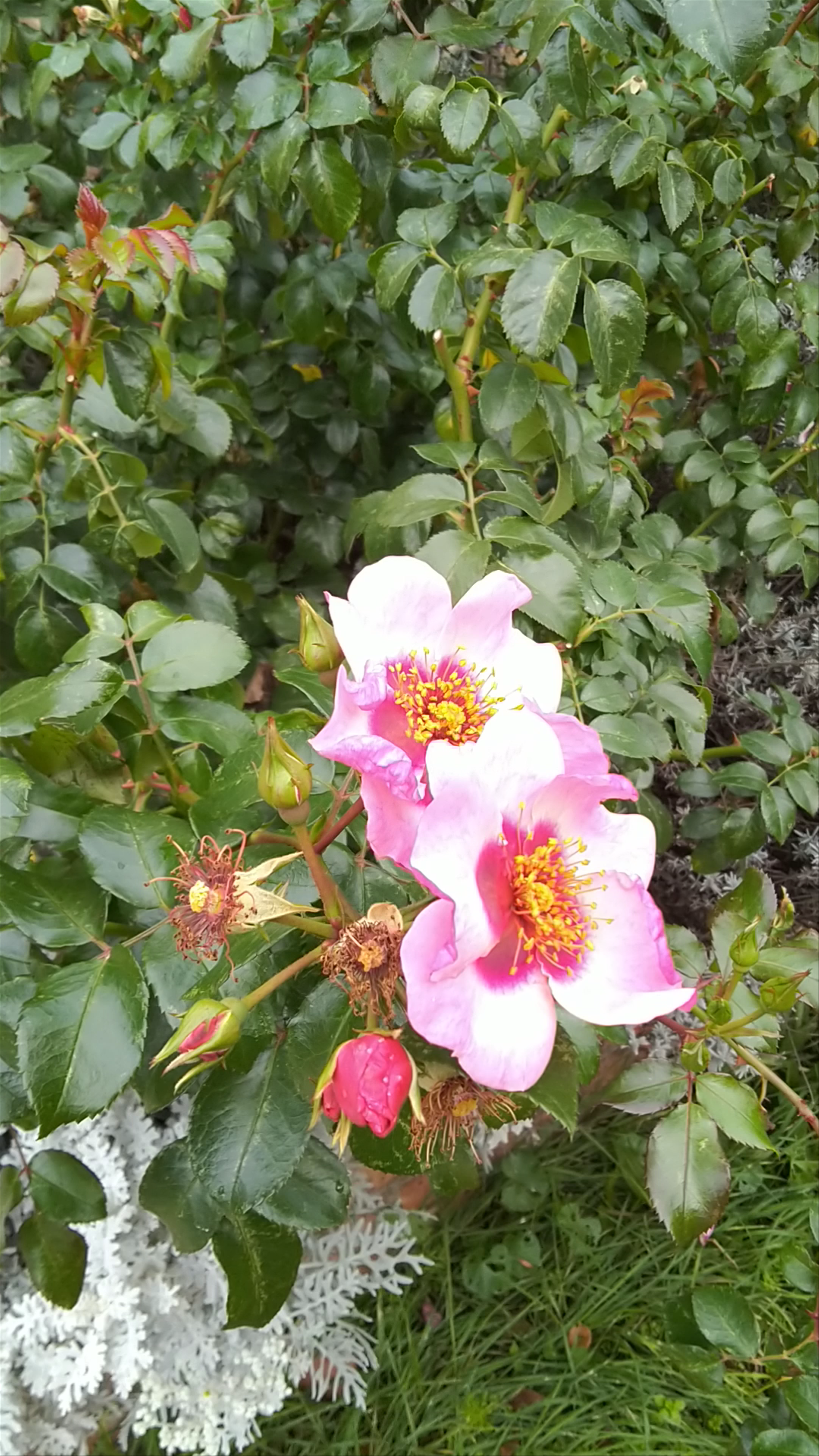 Roseraie Botanical Garden: Serene Floral Escape in Paris