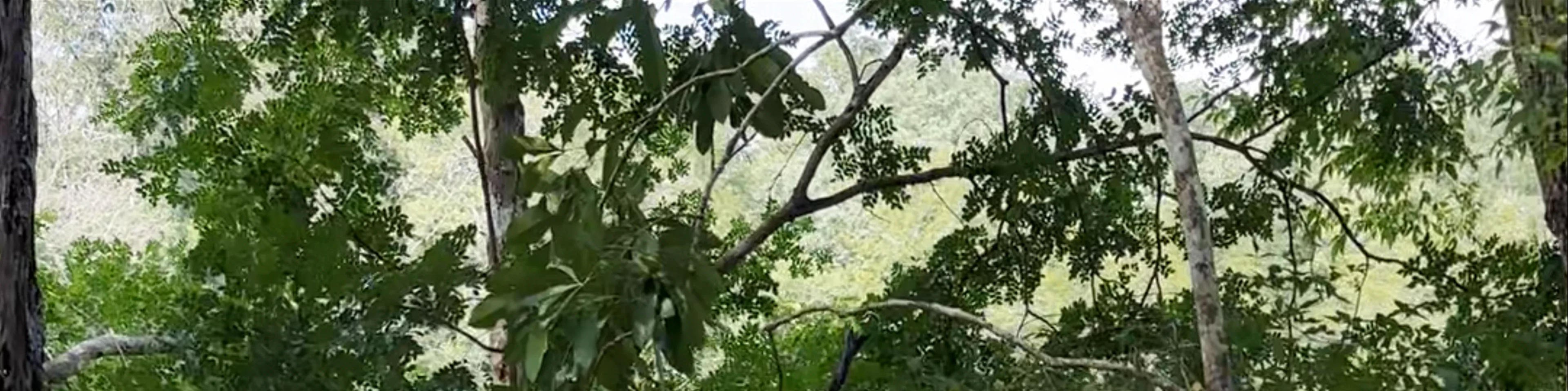 El Cenote Sagrado