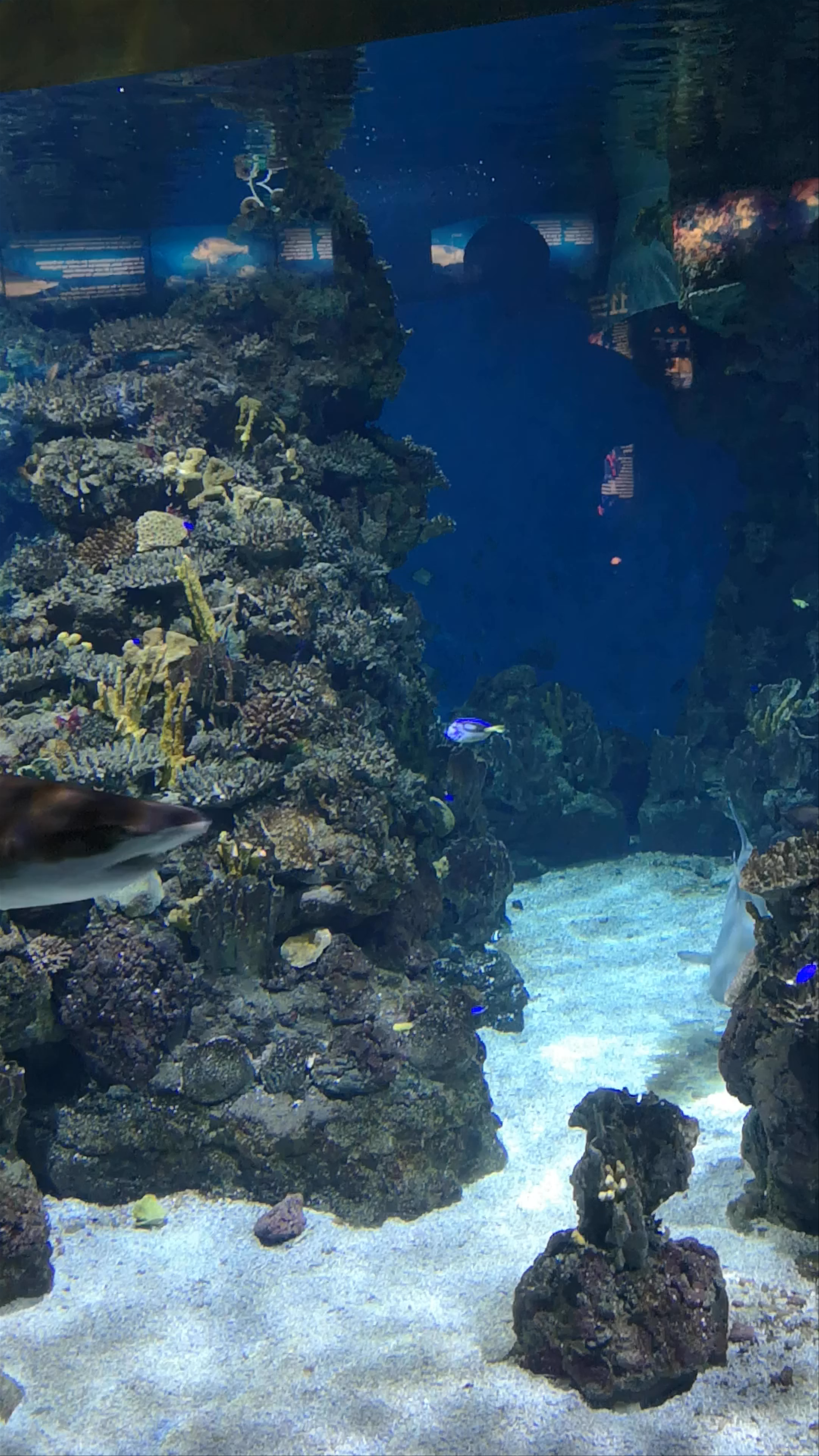 Underwater Wonders at Aquarium Meridiana in Barcelona