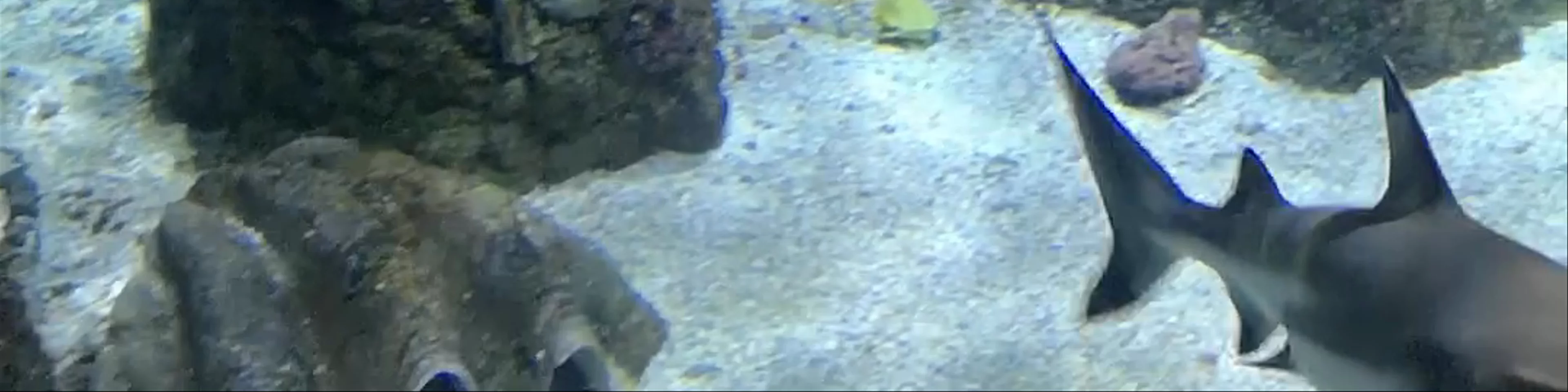 Aquarium Meridiana
