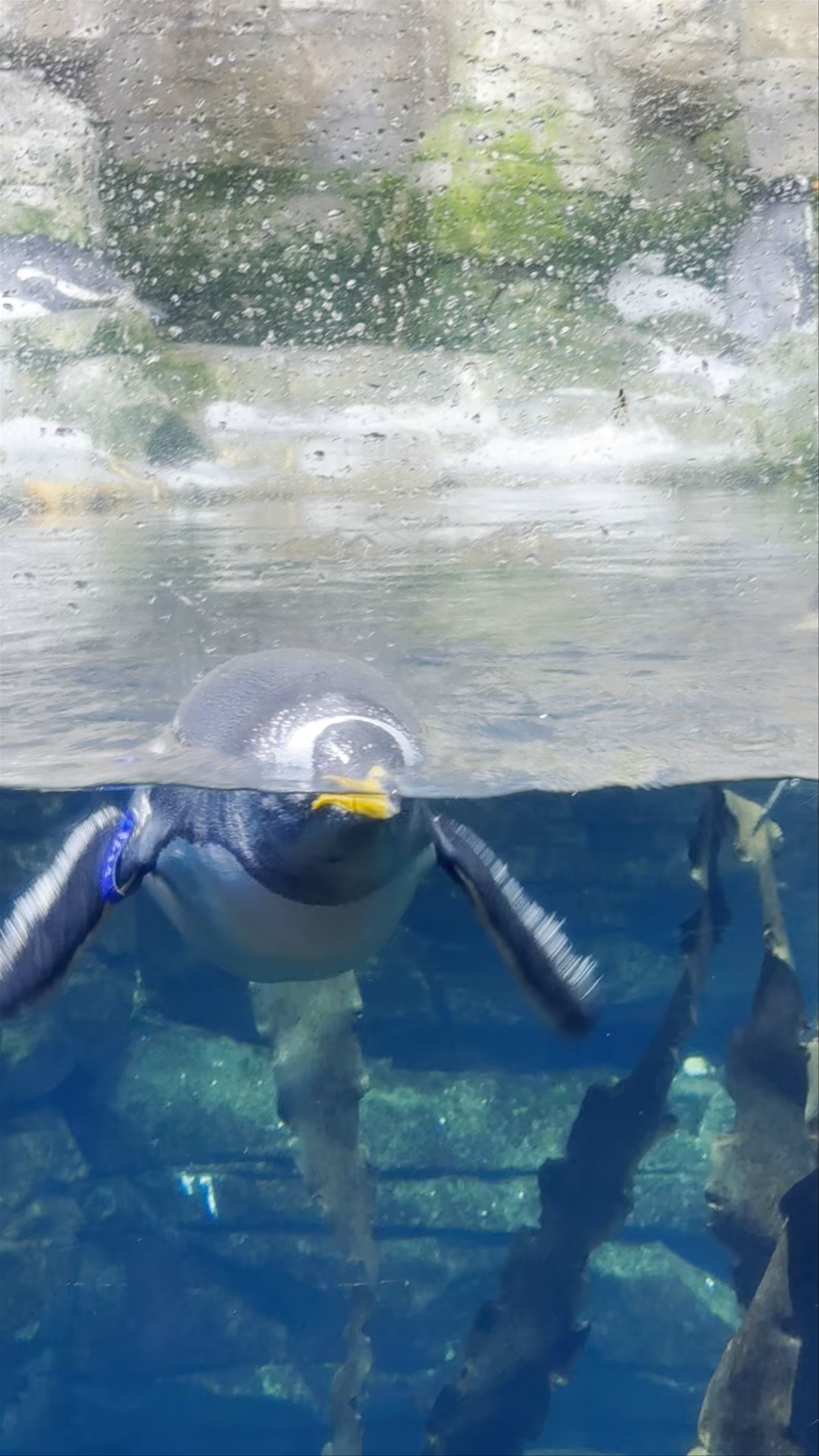 Enchanting Penguin Encounter at Zoo Barcelona