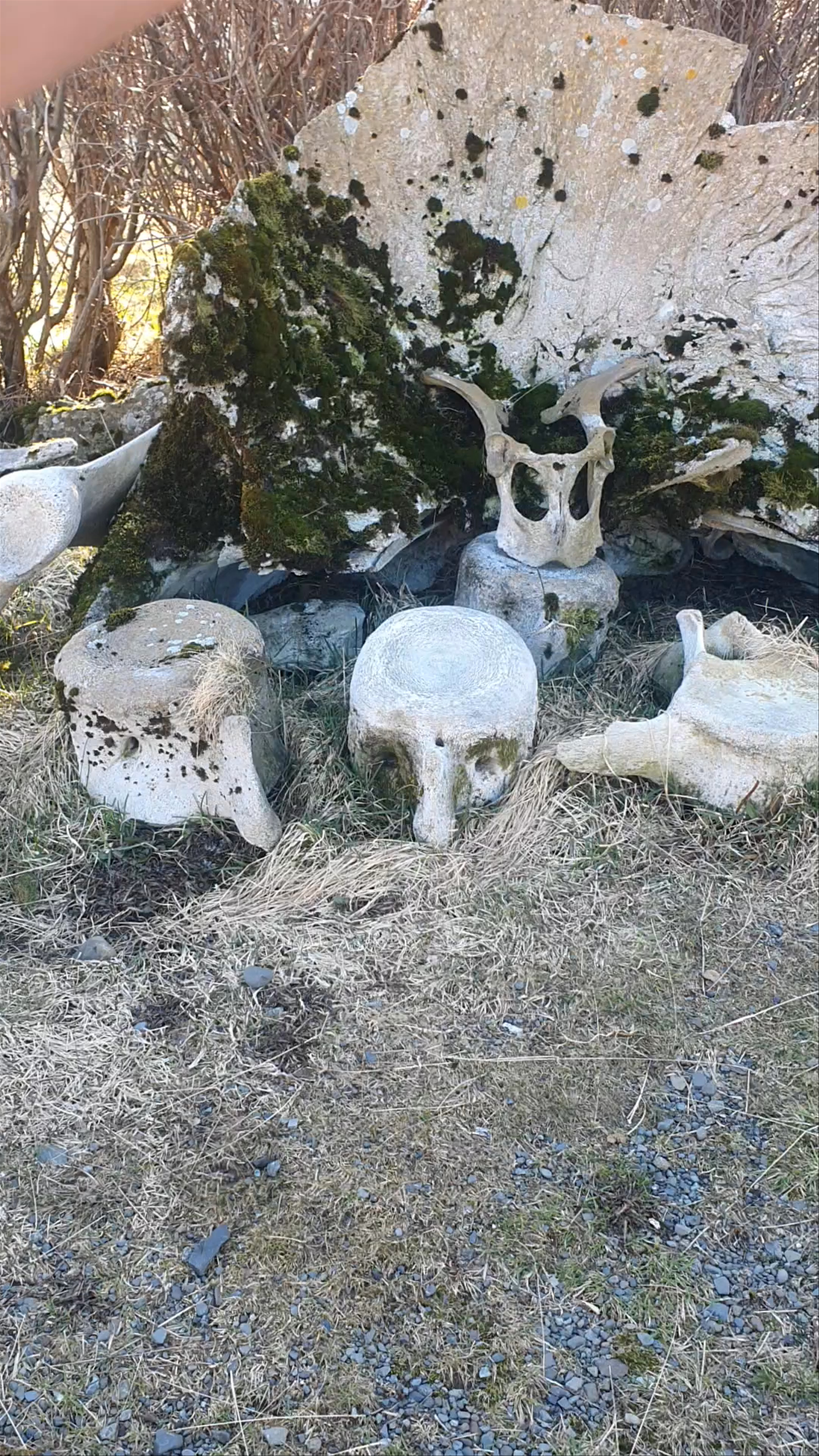 Lækjarhus Farm Holidays