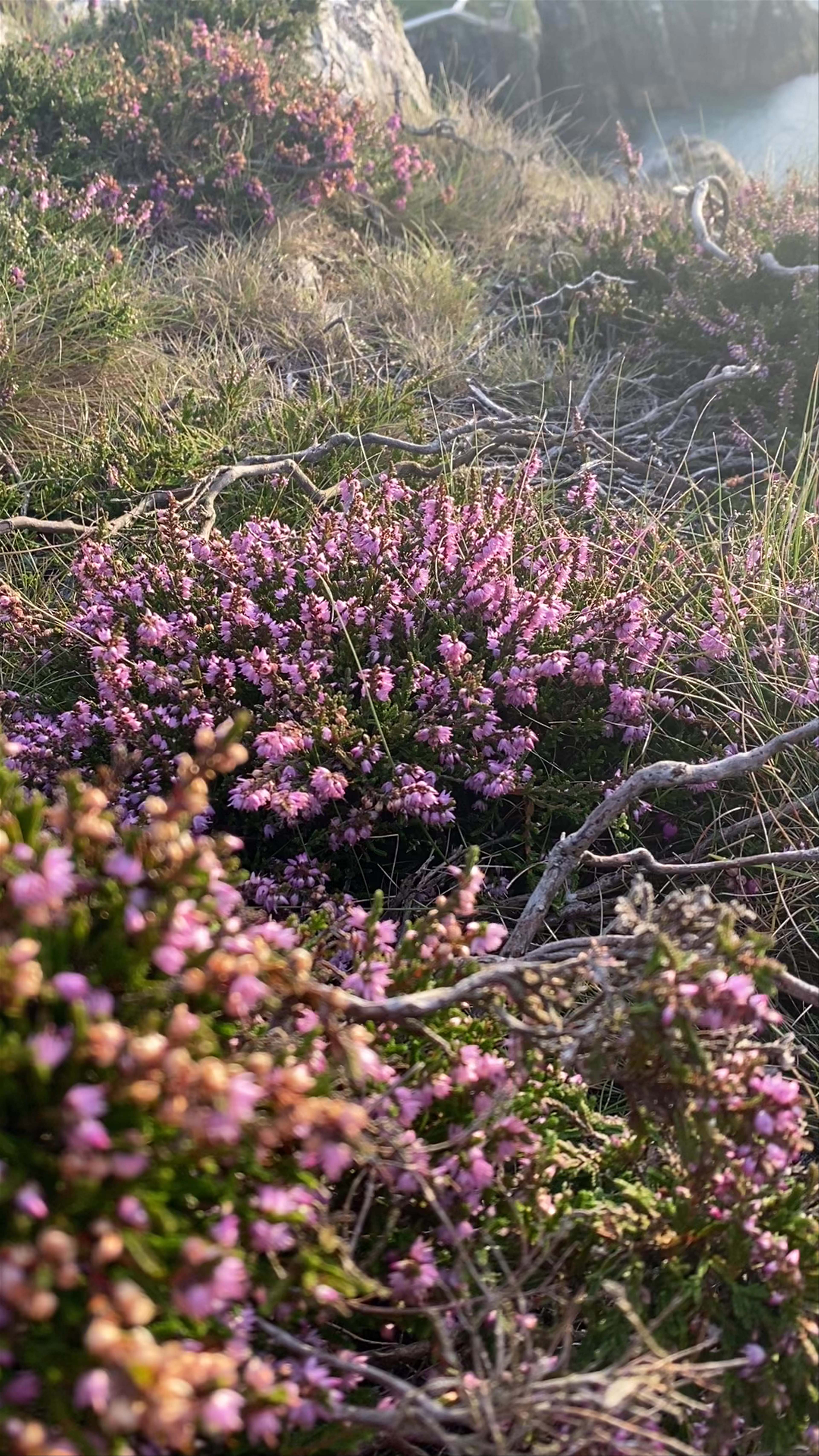 Anglesey AONB: Serene Heather Blooms Over South Stack Lighthouse