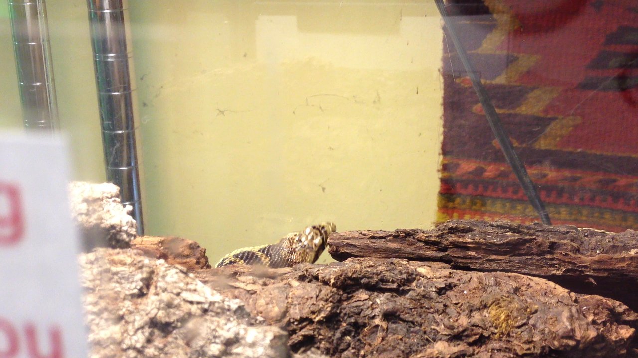 Tree Frog Treks - Pacific gopher snake... - Community Service/Non-Profit Near Me - San Francisco, California