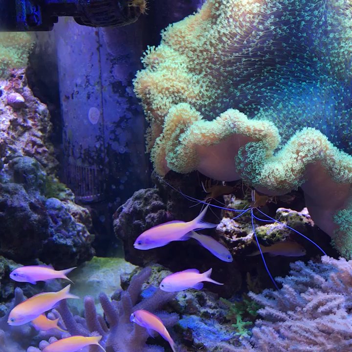 Capital Aquarium - Local Fish Stores Near Me - Manassas, Virginia