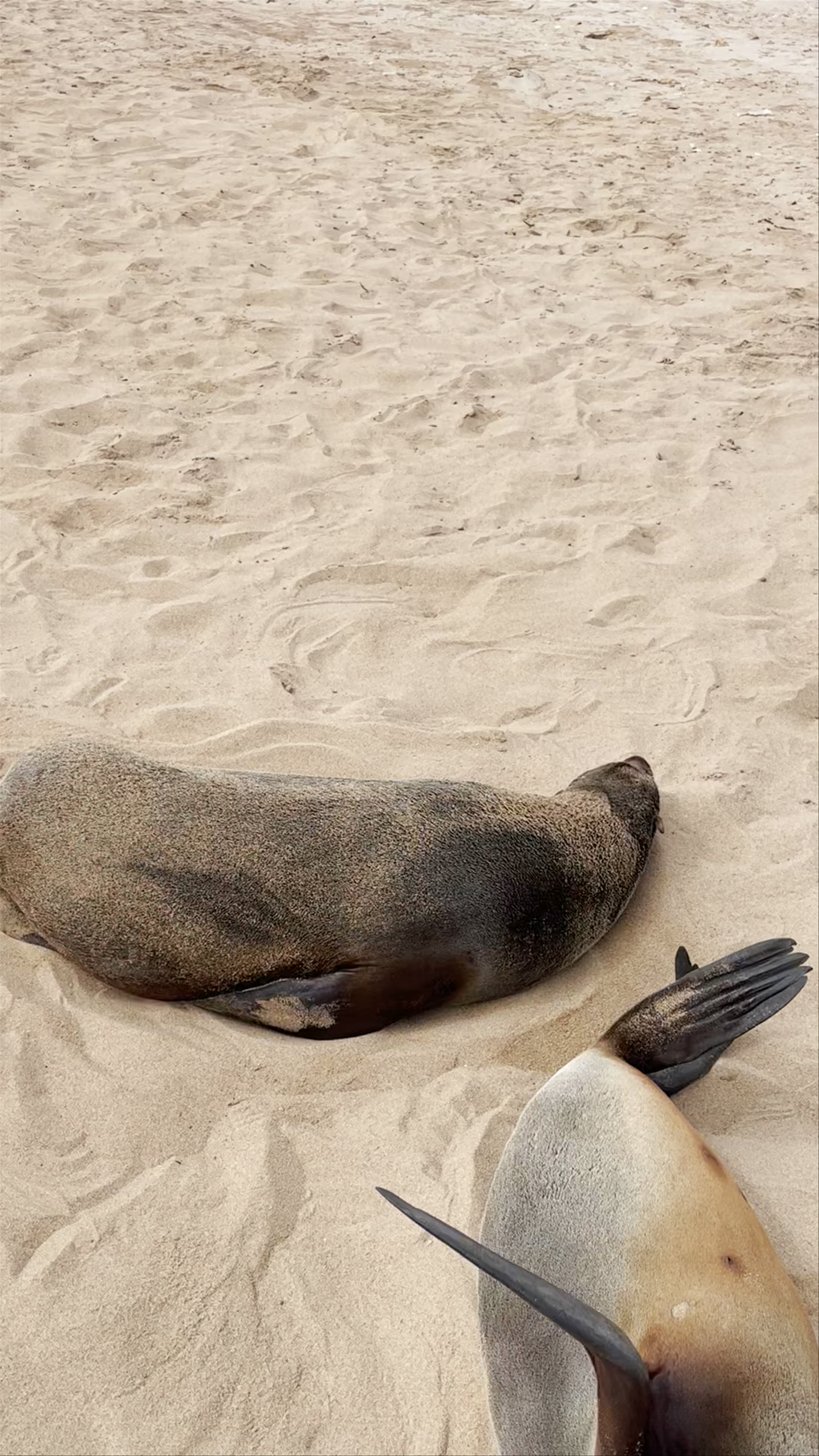 Cape Cross Seal Reserve