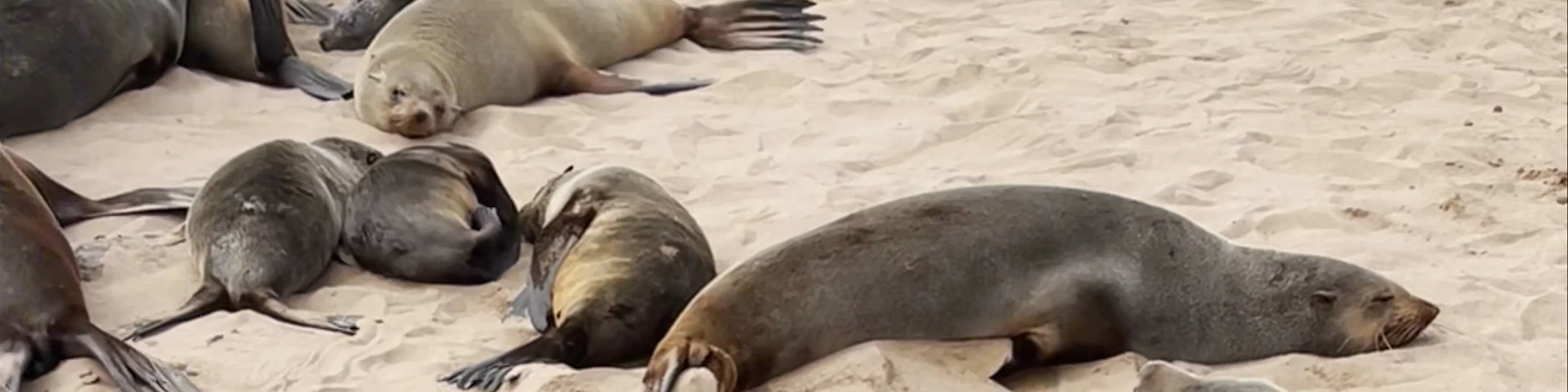 Cape Cross Seal Reserve