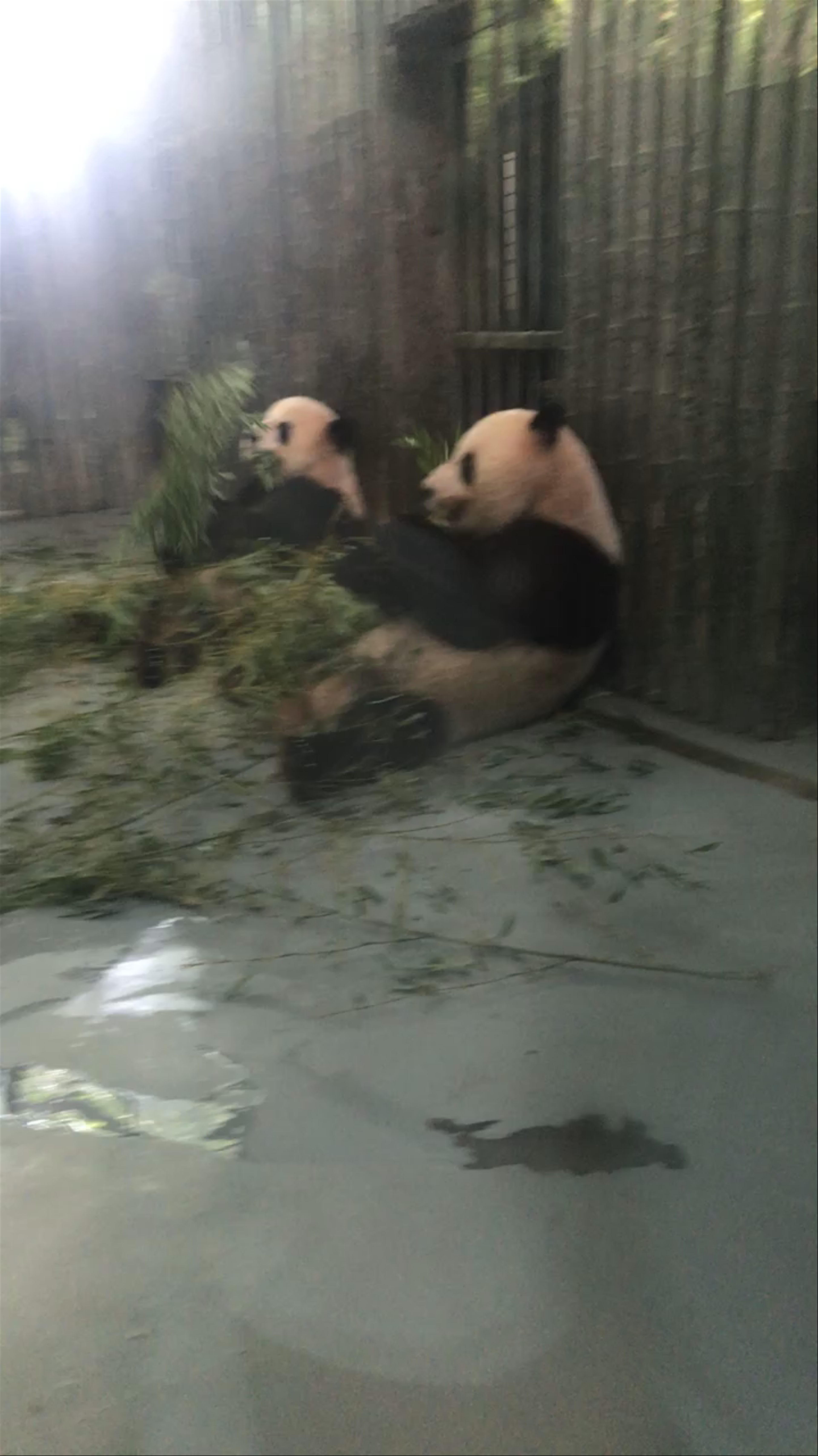 Gentle Giants: Pandas Feeding at Shanghai Zoo