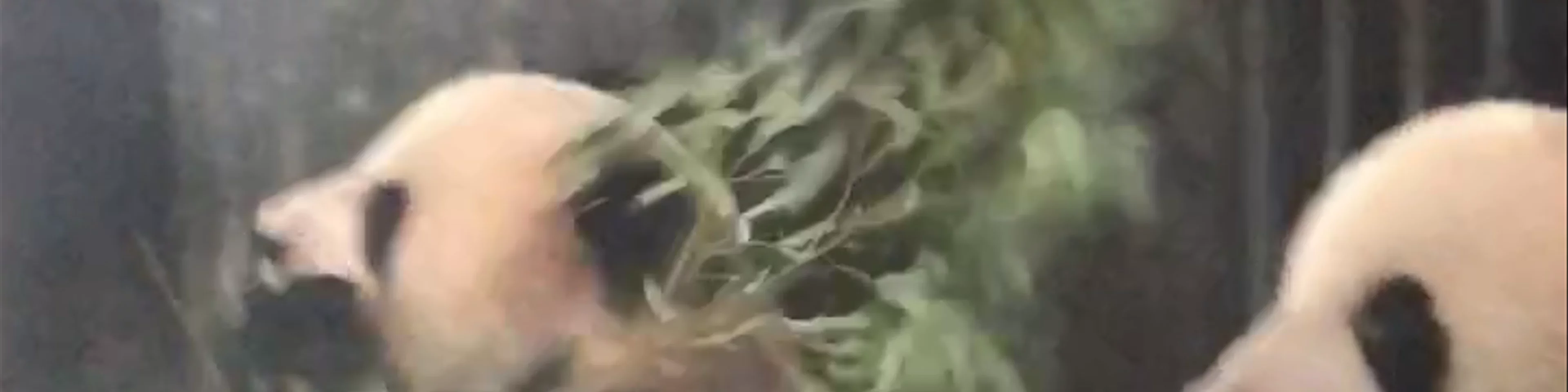 Shanghai Zoo