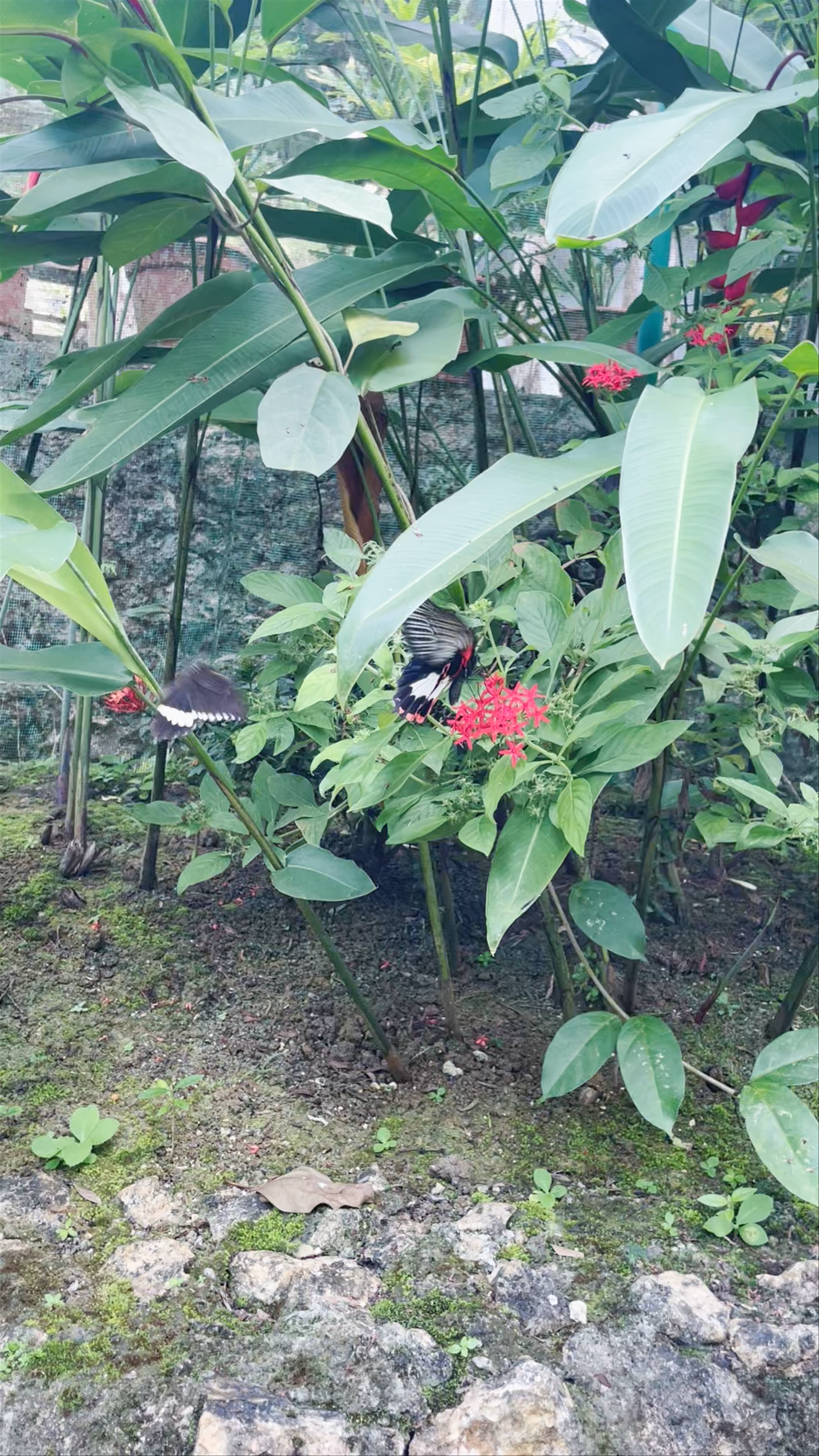 Butterfly Sanctuary