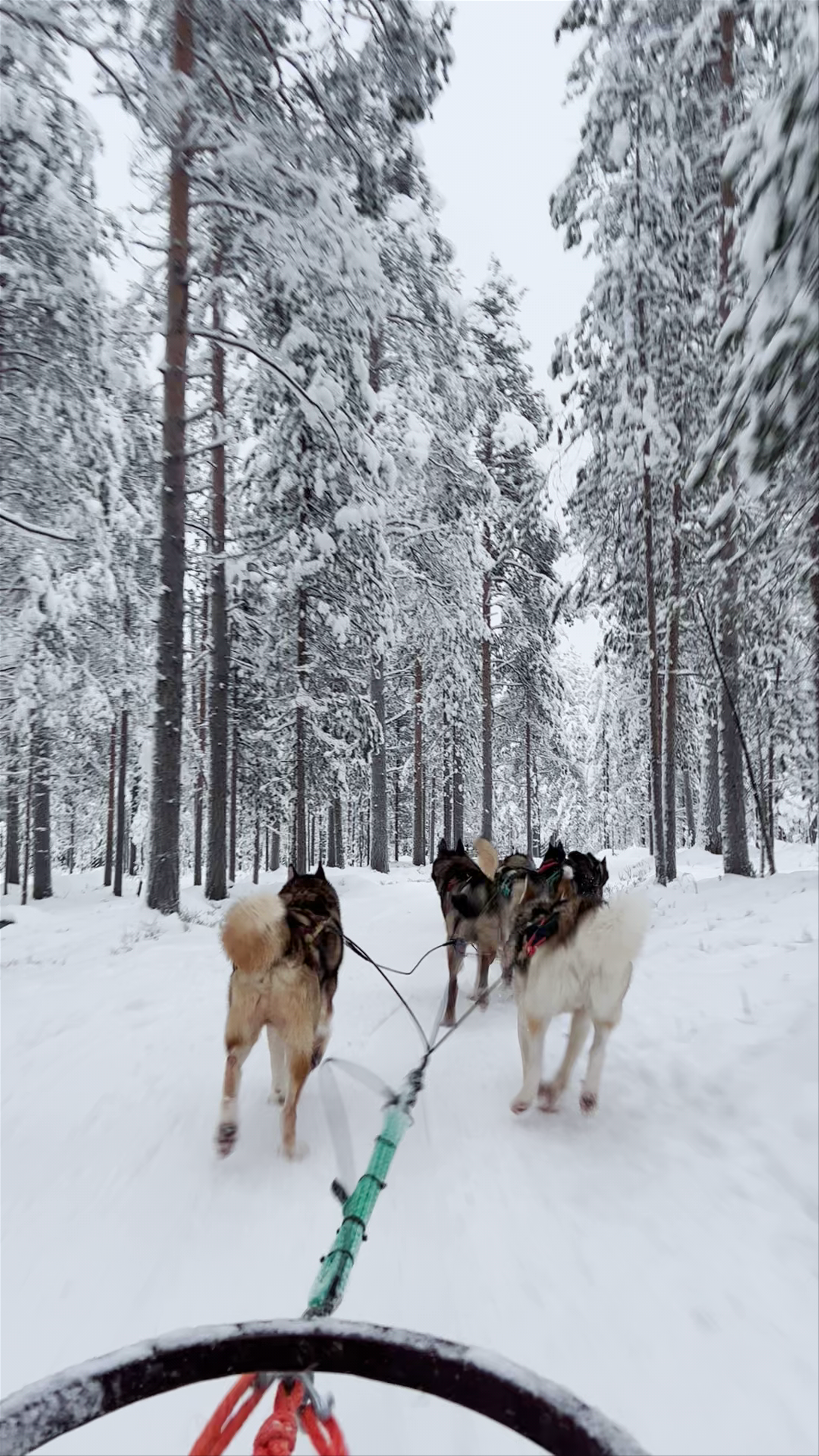 Arctic Circle Husky Park