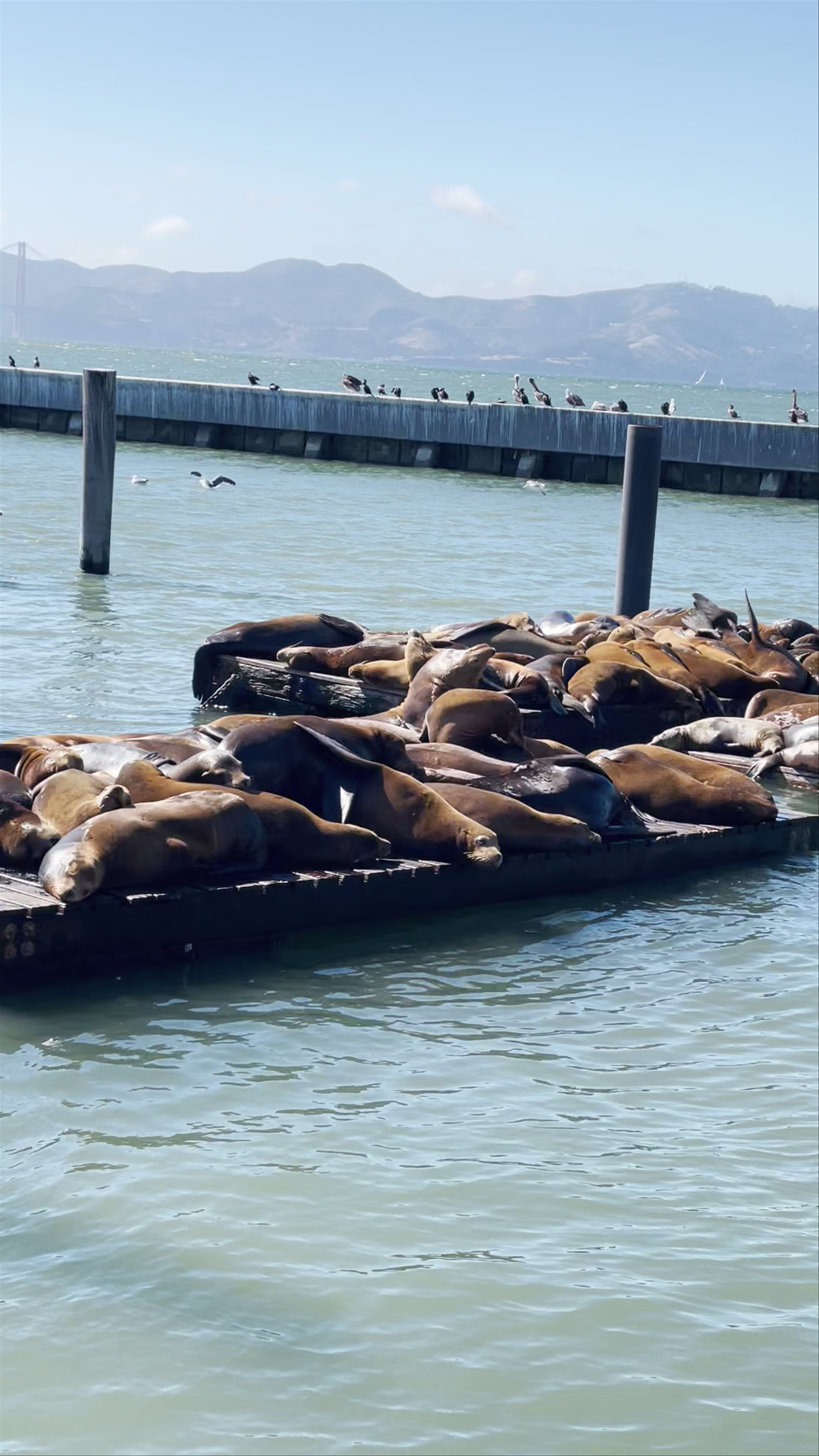 Pier 33