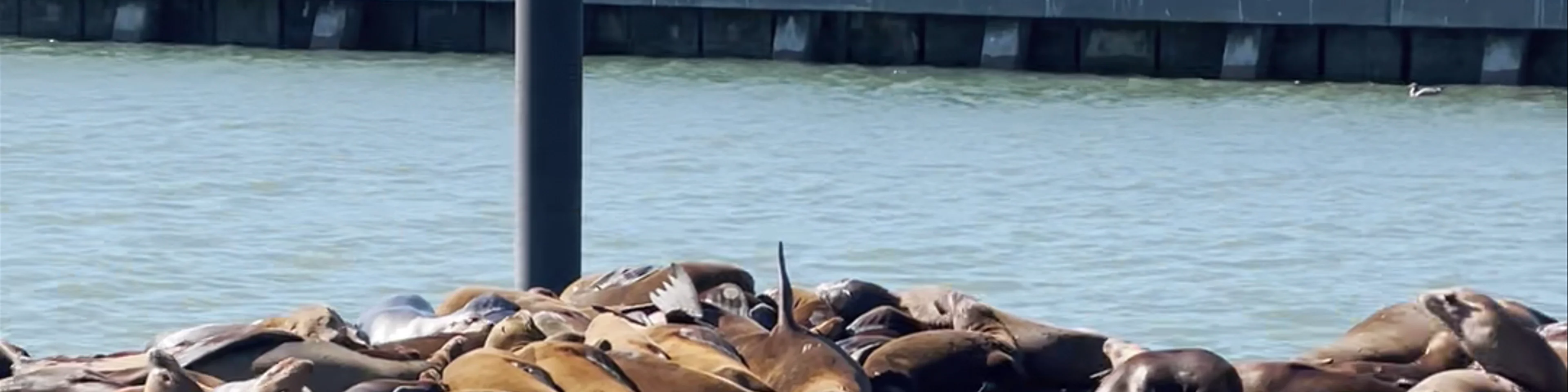 Pier 33