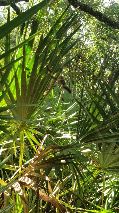 Guana River State Park - Stay on the path... BANANA spiders everywhere - Parks Near Me - Ponte Vedra Beach, Florida