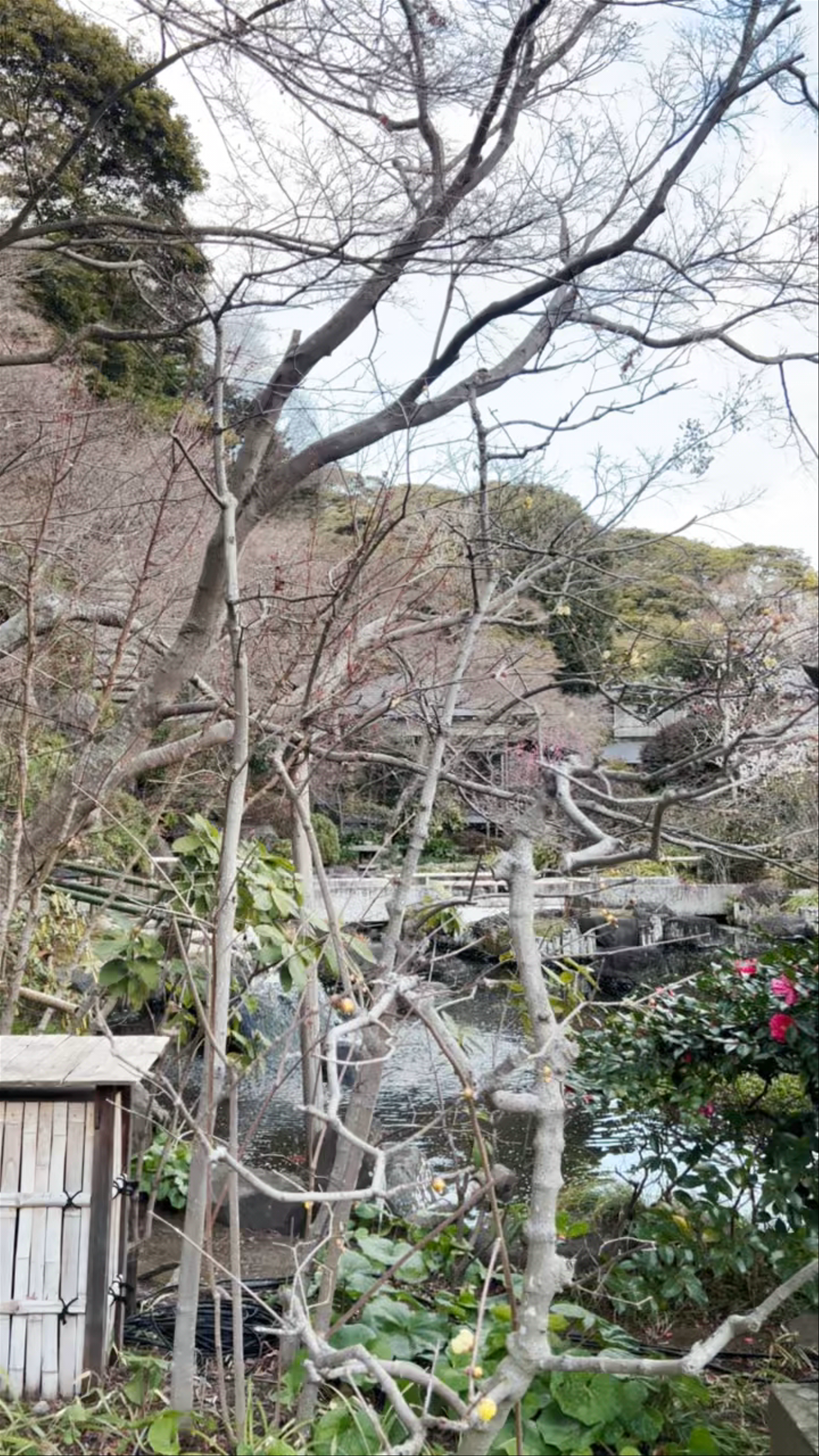 Hasedera