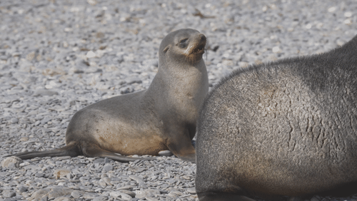 Antarctic fur seals animated gif