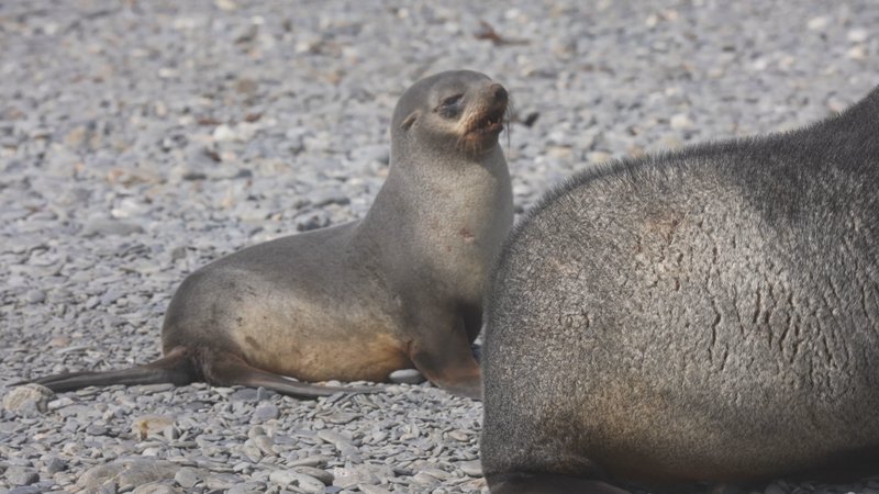 Antarctic fur seals poster