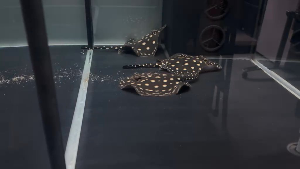 Black diamond stingray