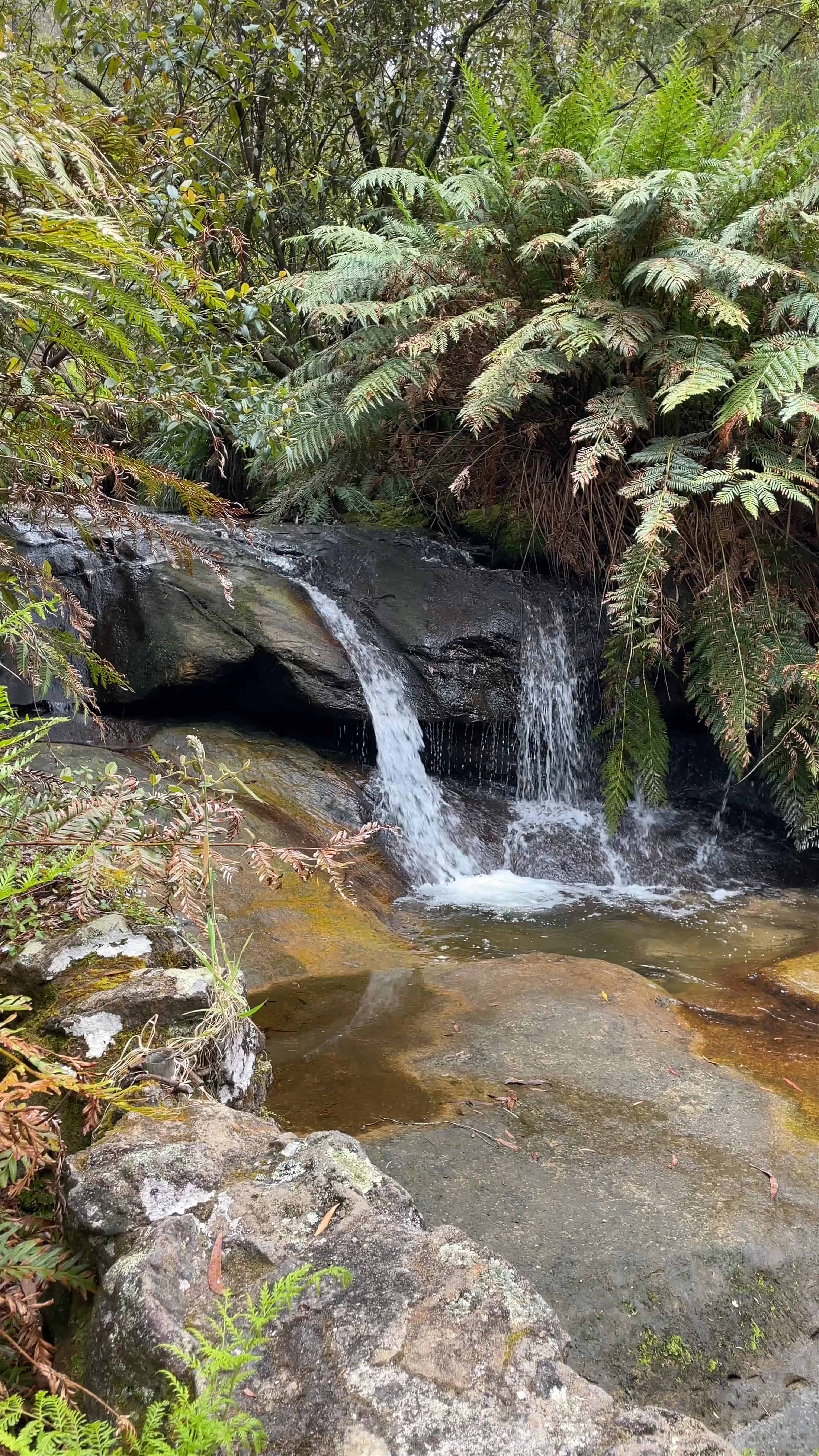 Leura Cascades Fern Bower Circuit