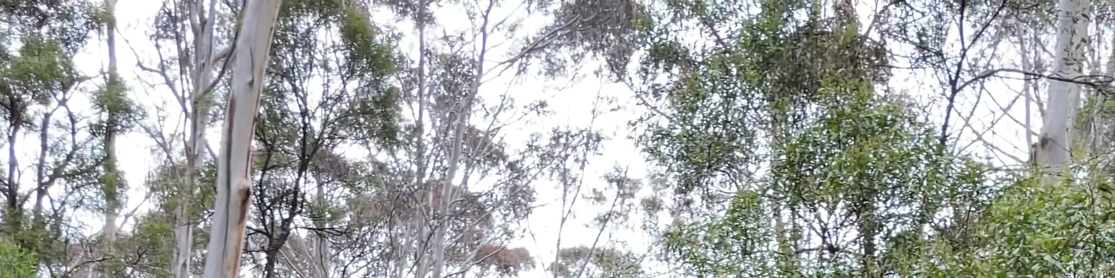 Leura Cascades Fern Bower Circuit