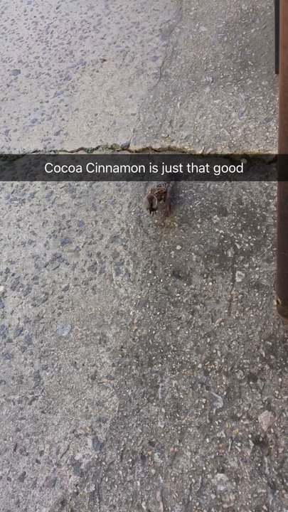 Cocoa Cinnamon - #BirdApproved - They love the pasty crumbs - Coffee & Tea Near Me - Durham, North Carolina