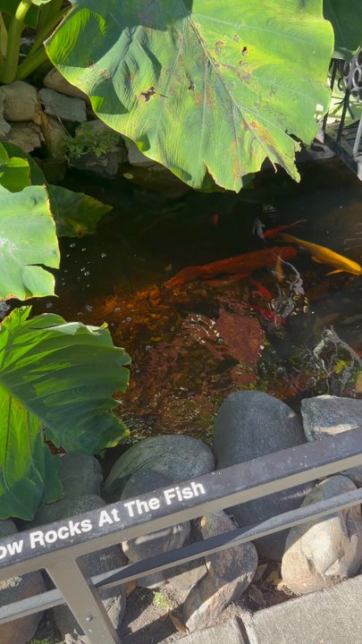 Monell's Dining & Catering - Cute little koi pond in the entrance - Southern Near Me - Nashville, Tennessee