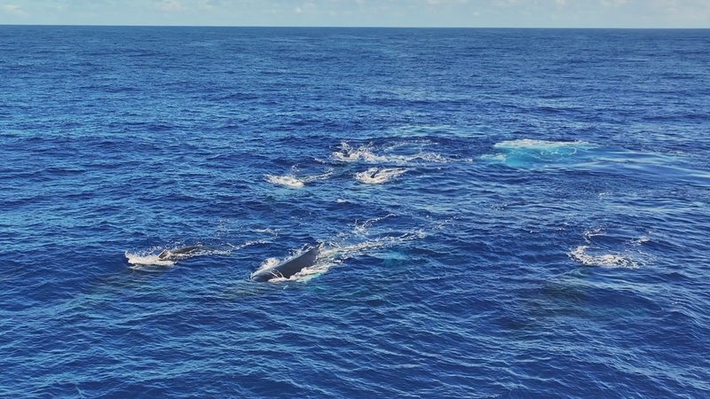 Humpback Whales Aerial poster