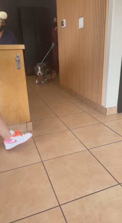 Juvo Veterinary Hospital - His first visit - Veterinarians Near Me - Pacifica, California